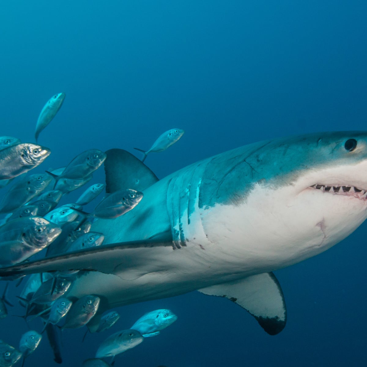 Bull Shark Attacks On Humans Bull shark attacks on humans