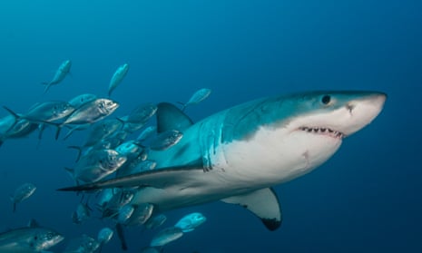 Underwater view of a great white shark swimming with a school of jack fish around its body