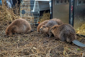 Os kits Beaver são lançados em seu novo ambiente em Loch Lomond, Escócia