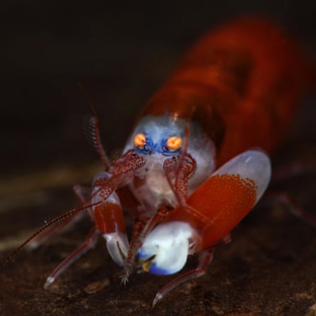 A snapping shrimp, one of the species sounds identified by AI.