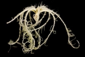 Bathymetrinae incert is one of the new species of deepsea macrofauna discovered on a recent expedition.
