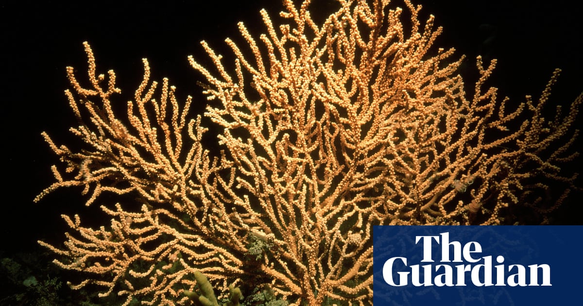 One of UK’s rarest corals set to expand its range as climate change warms seas