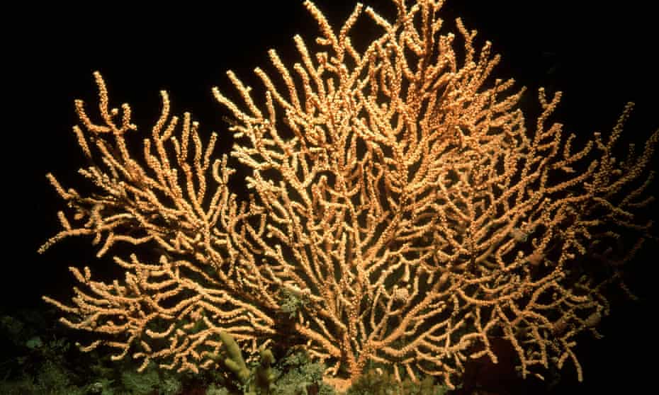 a pink sea fan coral