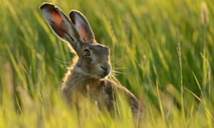 A hare in a grass field in the UK