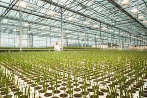 Elisabet controls barley seedlings at Bioeffect carbon-negative greenhouse, in Reykjanes Peninsula