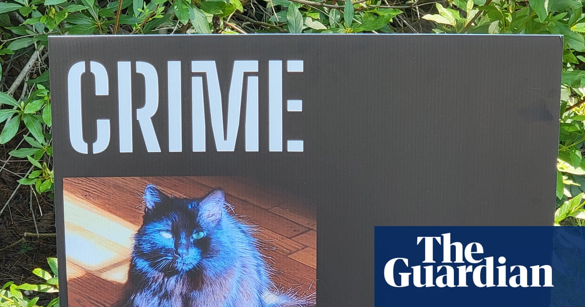 The cat mayoral race: meet 11 runners and riders in the US's most furious  and furriest  election