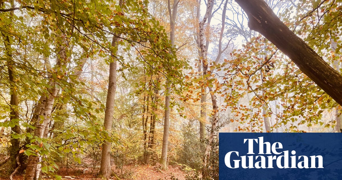 Country diary: A broken leg and singing crossbills am I having a strange dream? | Nicola Chester
