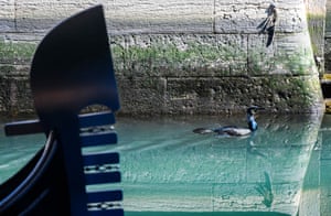 A seabird swims across clearer waters in a Venice canal on 17 March.