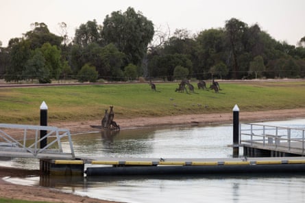 Kangaroos on edge of lake