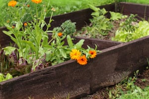 Vegetables and marigolds growing together in a raised garden bed.