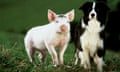 Babe the pig and sheepdog Rex in the 1995 Australian classic.