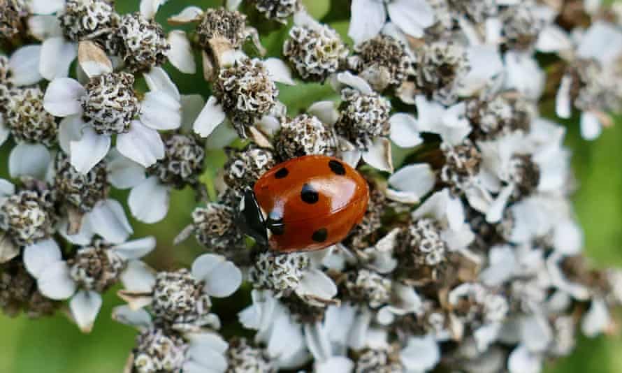 A ladybird rests on wild flowers