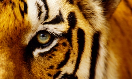 Number of tigers in the wild rises for first time in more than 100 years | Endangered species | The Guardian Number of tigers in the wild rises for first time in more than 100 years | Endangered species | The Guardian