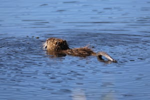 Um nutria, também conhecido como coypu ou rato de pântano, nada perto de Karasu Reed Field em Igdir, Turquia