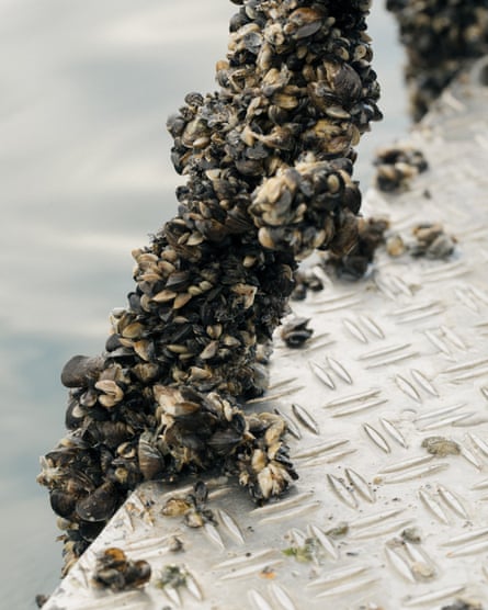 Close up of a chain completely covered with mussels