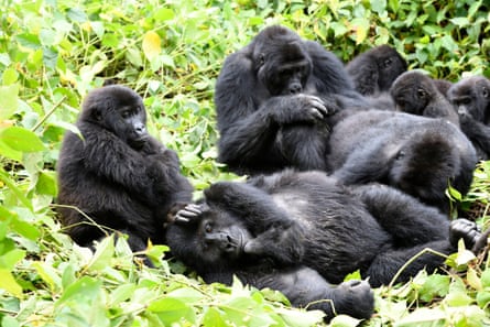 Gorillas dit and lie amid greenery, stroking each other.