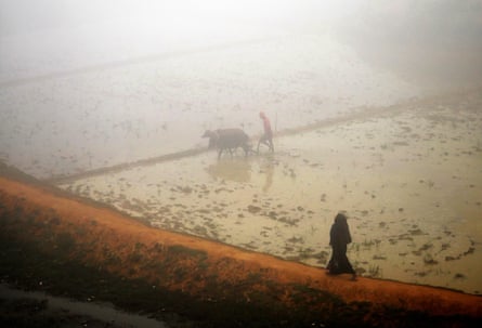 Seen in the distance a woman clad in black walks past a flooded field where a man is walking with cow