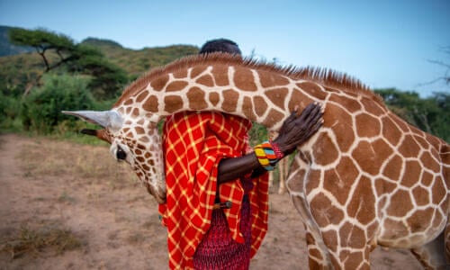 Fupi the orphaned giraffe returns to his whisperer – Ami Vitale's best photograph | Photography | The Guardian
