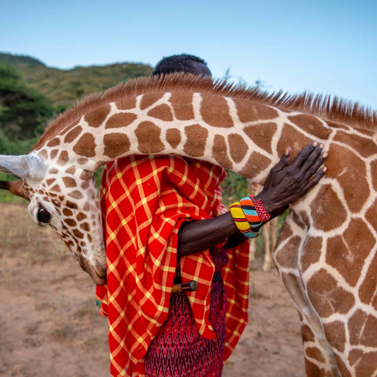 Fupi the orphaned giraffe returns to his whisperer – Ami Vitale's best  photograph | Photography | The Guardian