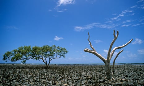 Single mangrove tree amid die-off
