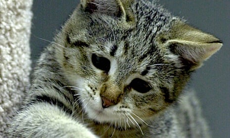 Police Cat Keeps A Close Eye On All The Officers