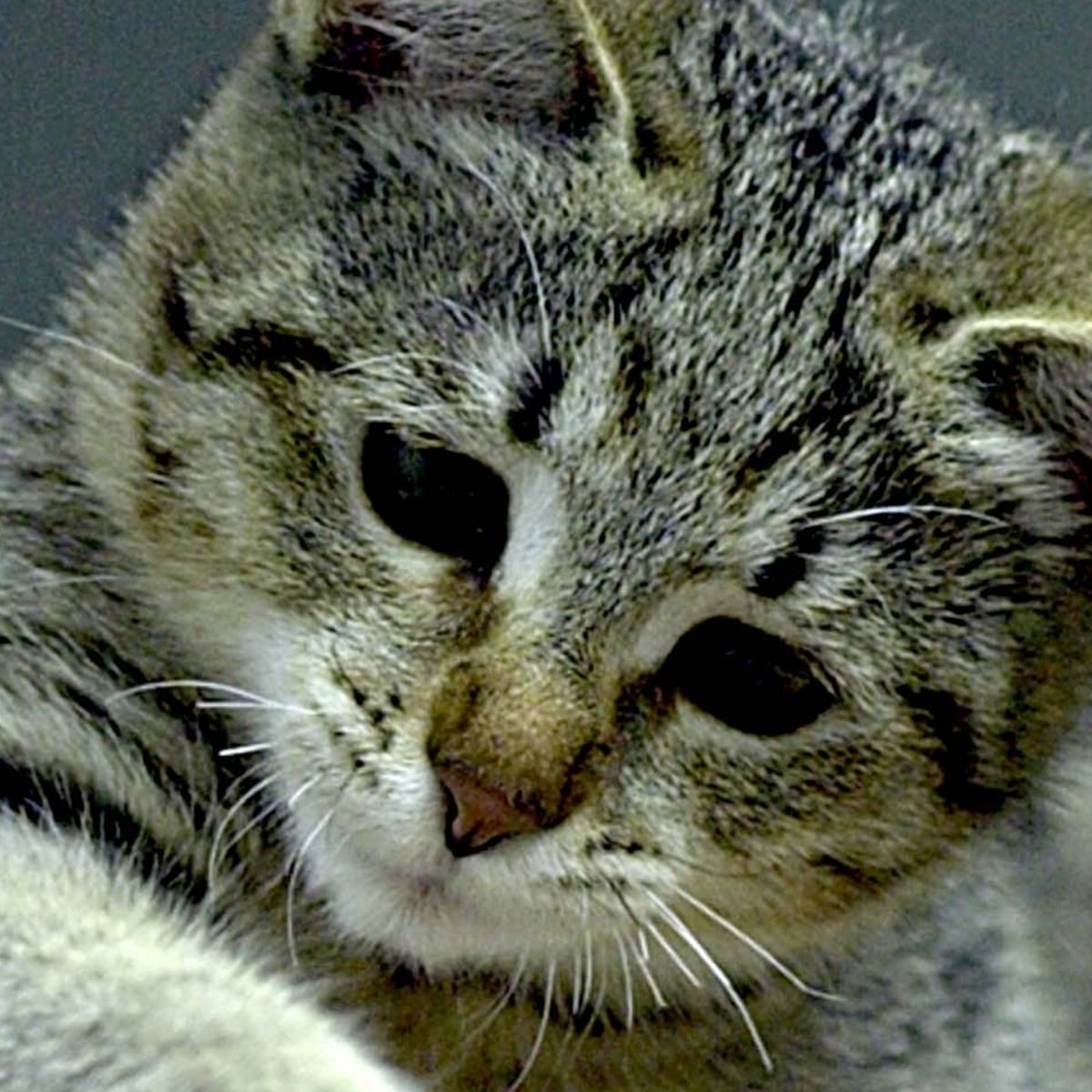 Africats To The Purr Ymids Dna Study Reveals Long Tale Of Cat Domestication Genetics The Guardian