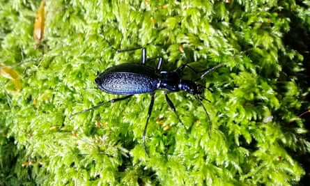 A blue ground beetle, picked out in torchlight