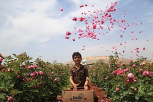 A child sitting between rows of rose bushes throws pink petals in the air