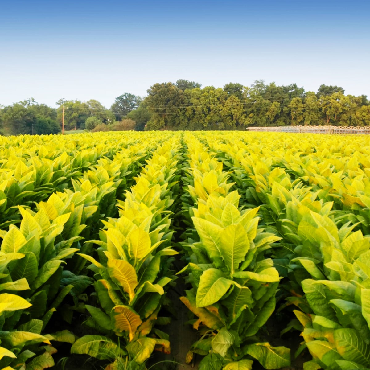 British American Tobacco Working On Plant Based Coronavirus Vaccine Business The Guardian