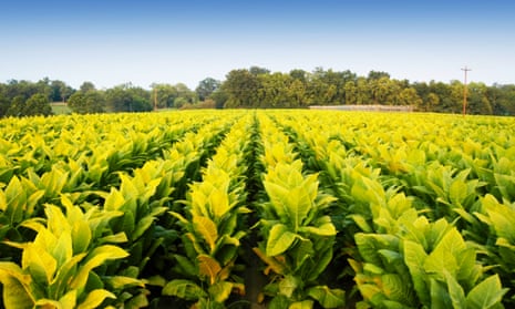 tobacco plant to cigarette British American Tobacco working on plant-based coronavirus vaccine | British American Tobacco tobacco plant to cigarette British American Tobacco working on plant-based coronavirus vaccine | British American Tobacco