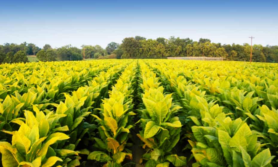 Tobacco plants in Kentucky
