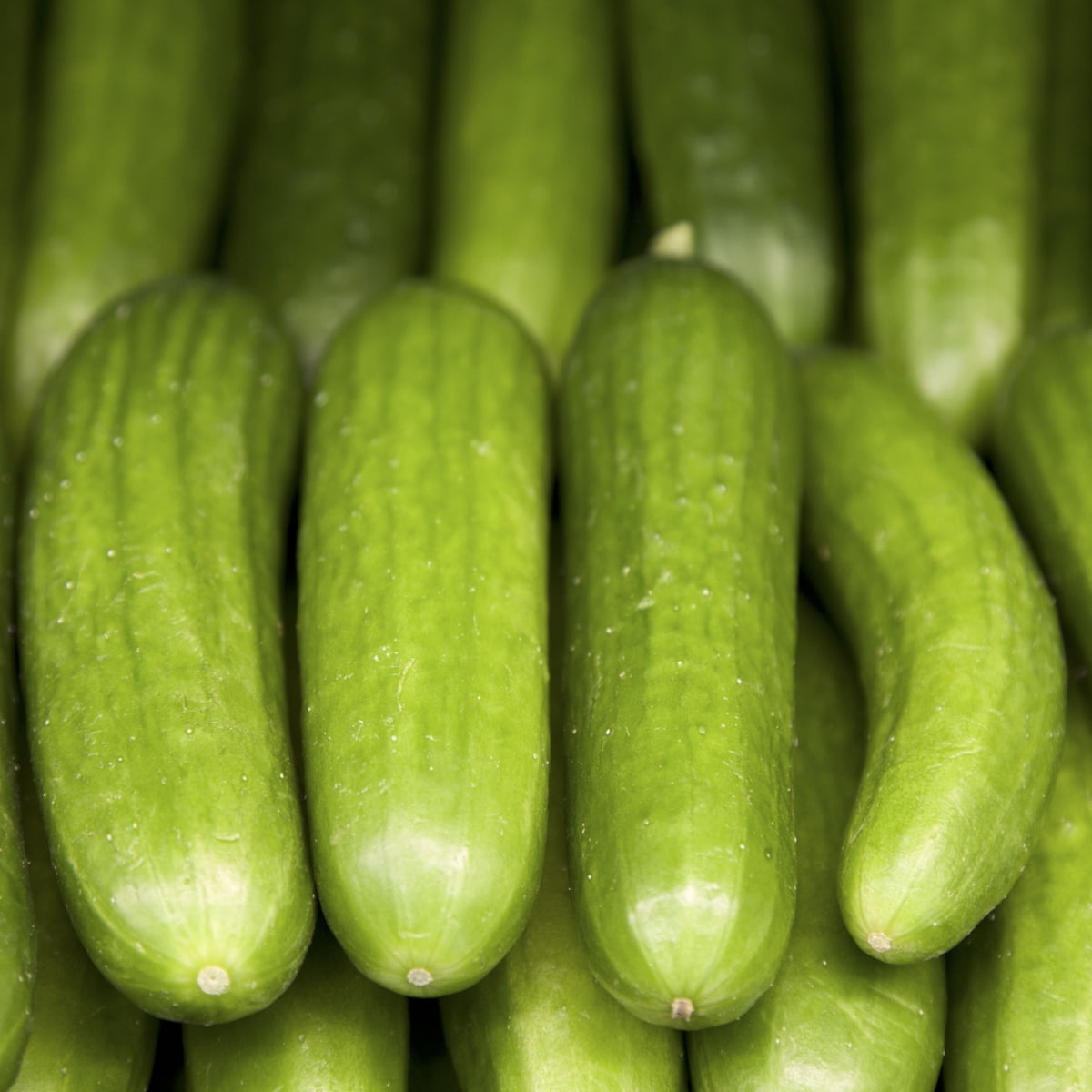 British Cucumbers On Brink Of Extinction Say Growers Business The Guardian