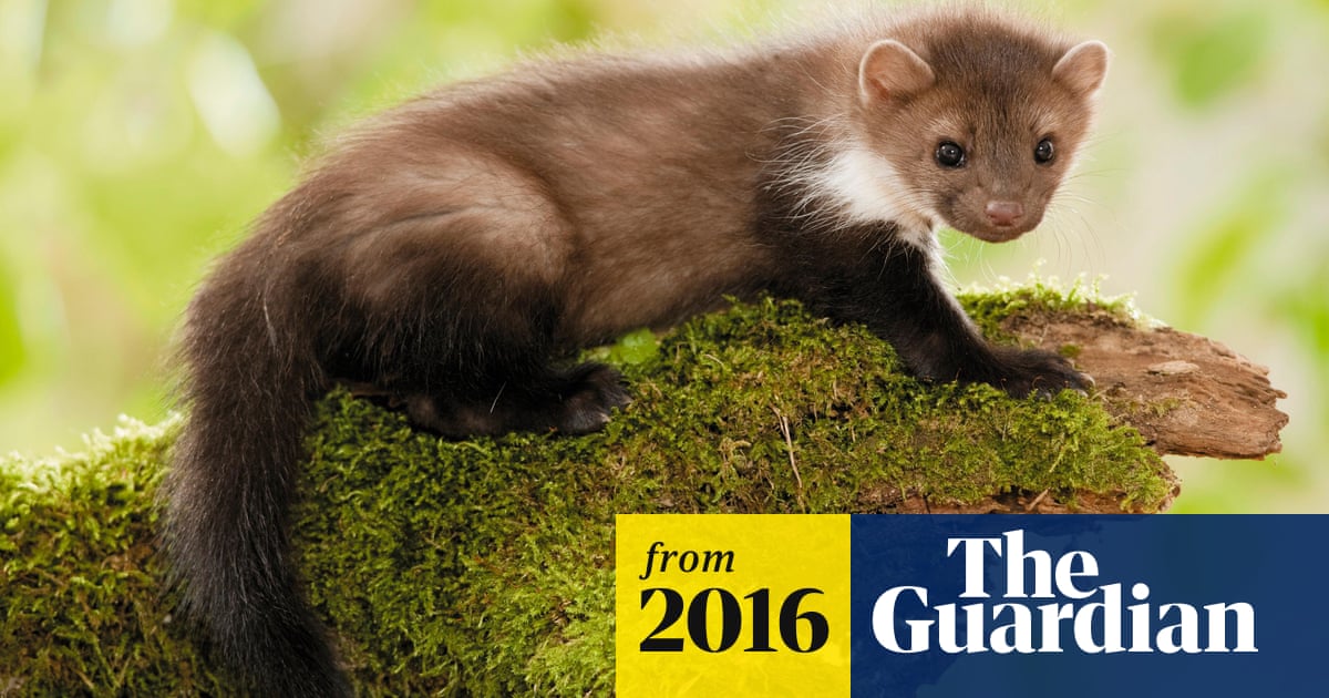 Large Hadron Collider On Paws After Creature Chews Through Wiring Large Hadron Collider The Guardian Large Hadron Collider On Paws After Creature Chews Through Wiring Large Hadron Collider The Guardian