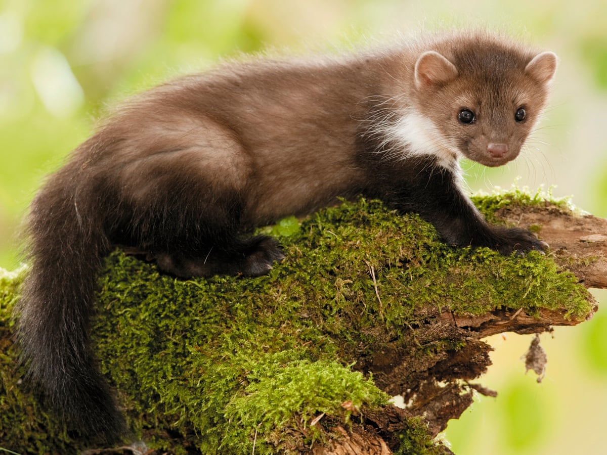 Totally stuffed: Cern's electrocuted weasel to go on display | Animal  behaviour | The Guardian