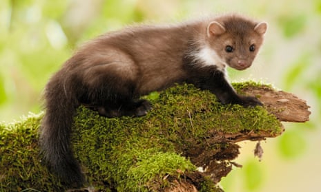 The stone marten met its fate when it hopped over a substation fence at the Large Hadron Collider (LHC) and was instantly electrocuted by an 18,000 volt transformer.