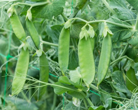 ‘Snow Wind’ mangetout.