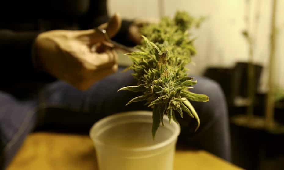 A marijuana home grower works on a marijuana flower in his home Montevideo, Uruguay.