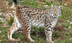 Iberian lynx: numbers are recovering but the main threat now comes from cars.