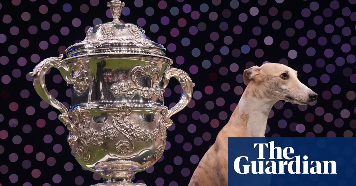 Why the whippet will always be top dog | Dogs Why the whippet will always be top dog | Dogs