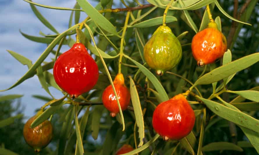 Desert quandong, an edible plant native to Australia.