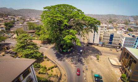 The Cotton Tree had stood for centuries in what became downtown Freetown, Sierra Leone.