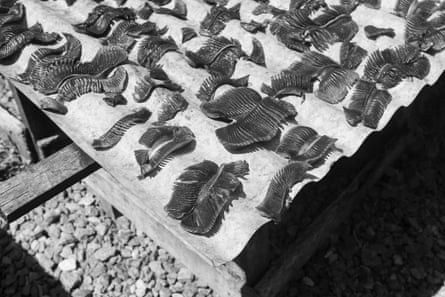 Gill plates drying in the sun at a secure site near the market. Lakshan will sell these for about $US130 per kilo