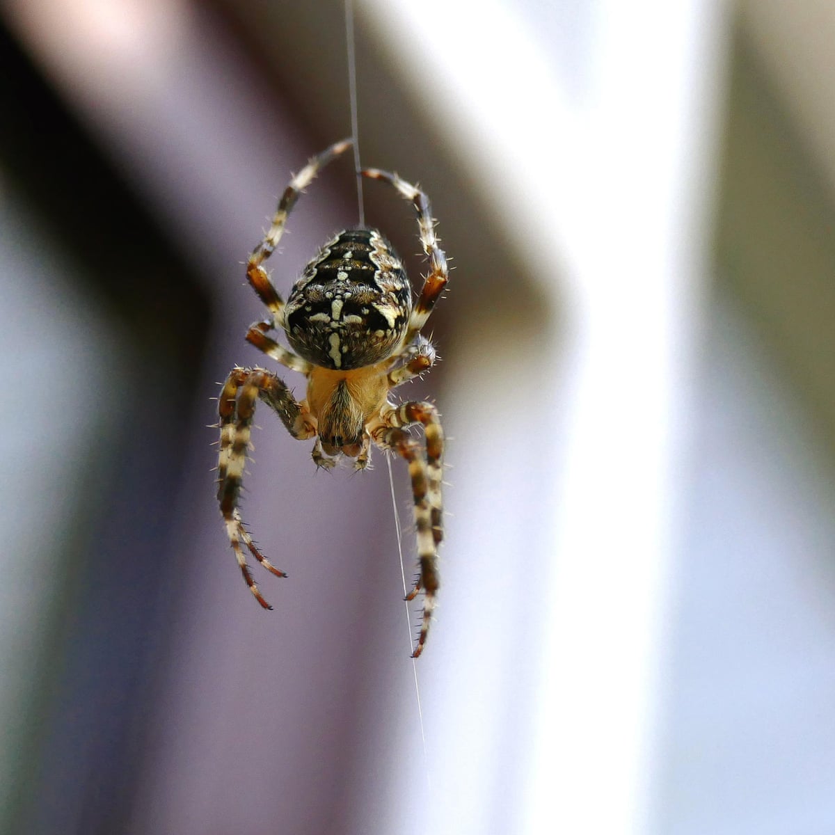 Ballooning Spiders Take Flight On Earth S Electric Fields Spiders The Guardian