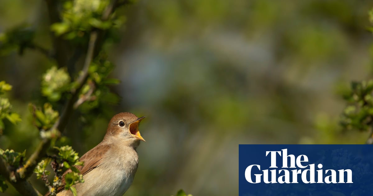 RSPB cautiously welcomes slight increase in UK nightingale population