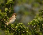 RSPB cautiously welcomes slight increase in UK nightingale population