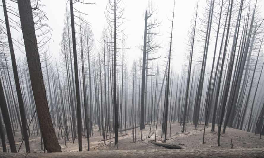 Dixie Fire Consumes Half Million Acres in California, Greenville, United States - 13 Aug 2021Mandatory Credit: Photo by Terry Schmitt/UPI/REX/Shutterstock (12275244o) Burned out trees stand in the charred forest outside Greenville, California on Thursday, August 12, 2021. The Dixie Fire has now burned over a half million acres and leveled the town of Greenville. Dixie Fire Consumes Half Million Acres in California, Greenville, United States - 13 Aug 2021