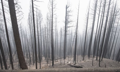 Обвуглений ліс біля Грінвілла, Каліфорнія.  Пожежа "Діксі" спалила понад півмільйона акрів.