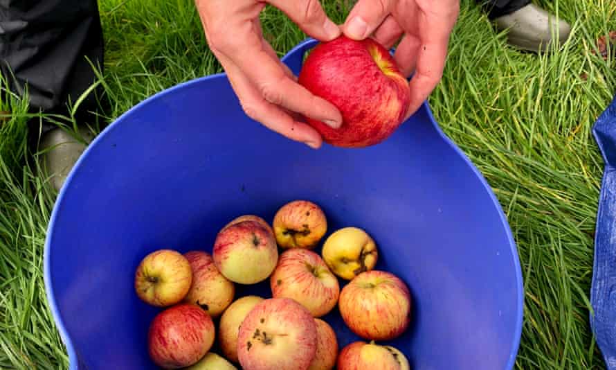 Little Pomona orchard in Herefordshire