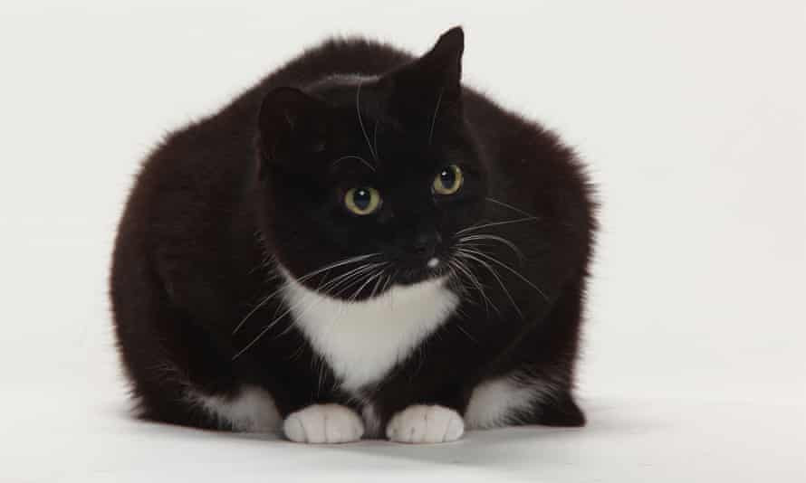 Fat Felines We All Love A Chonky Cat But The Online Trend Has To End Cats The Guardian Fat Felines We All Love A Chonky Cat But The Online Trend Has To End Cats The Guardian