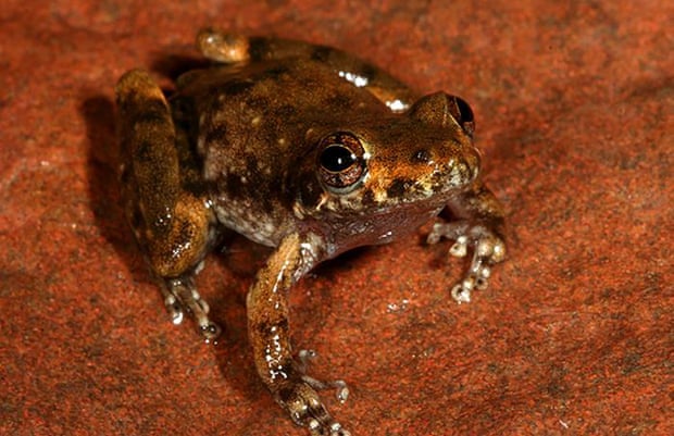 A rockhole frog